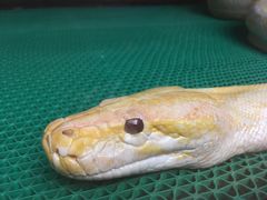 -上海大自然野生昆虫馆(东方明珠·爬宠昆虫探索中心)