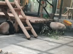 -西安秦岭野生动物园