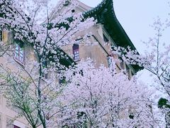 -武汉大学-樱园
