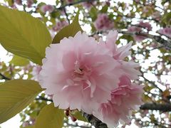 -高东镇樱花园
