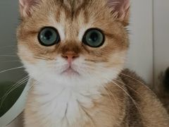 -东方名猫馆·英短金渐层布偶猫舍(环线广场1号楼店)