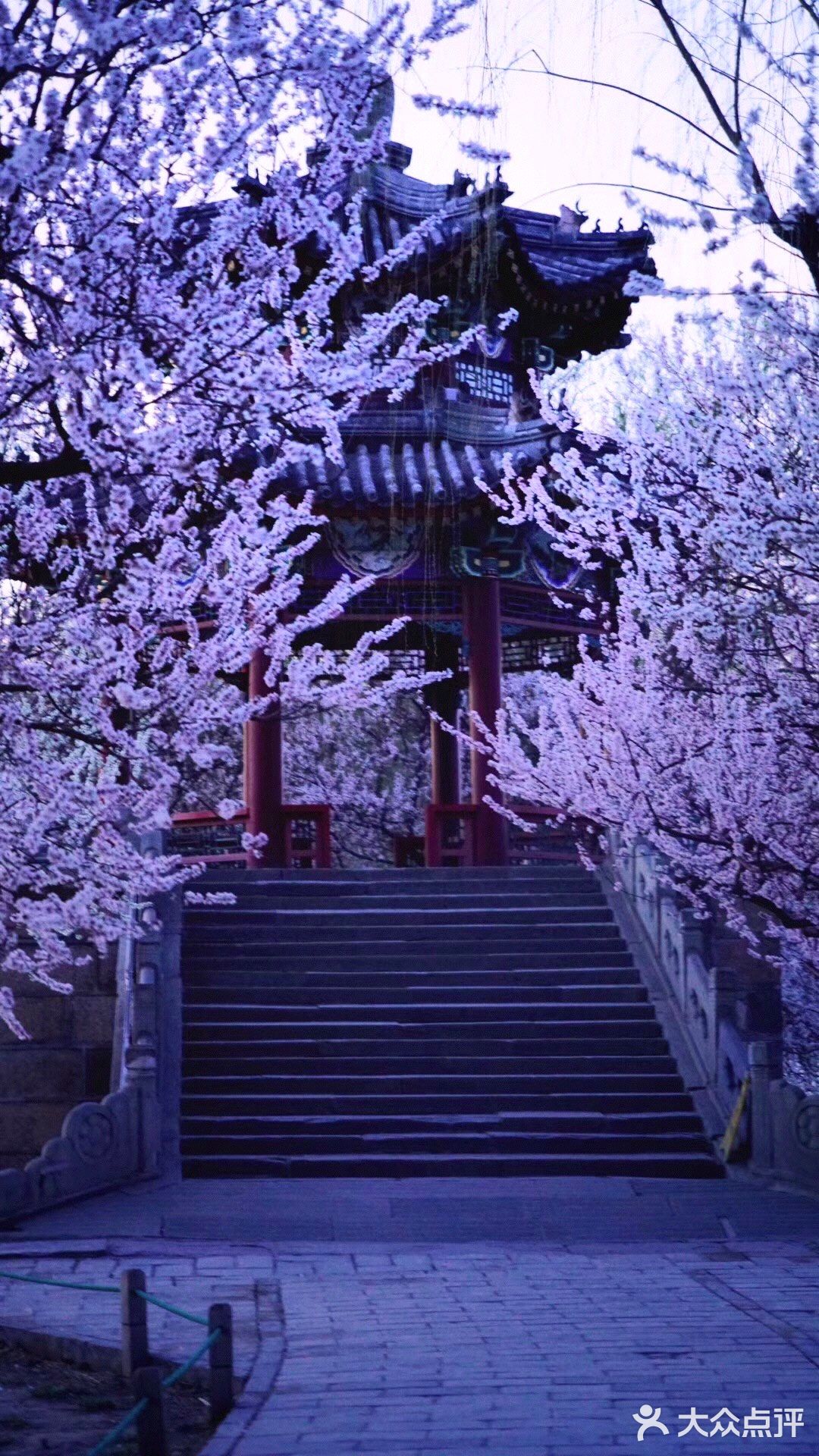 3月踏春｜颐和园｜夜幕下的山桃🌸