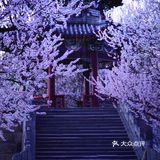 3月踏春｜颐和园｜夜幕下的山桃🌸
