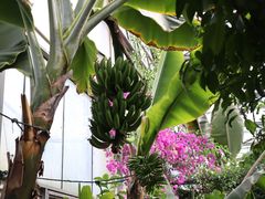 -呀路古热带植物园