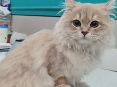 -安安宠医·臻爱宠物医院·宠保定点(营门口路分院)