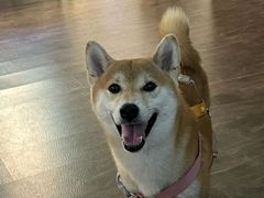 -亚宠动物医院·芭比堂宠物医院(盘龙店)