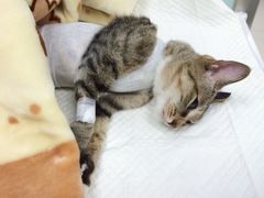 -纳吉亚猫专科动物诊疗中心(蒋宅口分院)