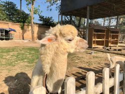 -上美四季动物农场