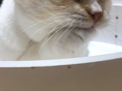 -藏猫猫咖啡主题馆(中央大道店)