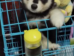 -翊宠yipet猫狗购宠庄园犬舍•猫舍