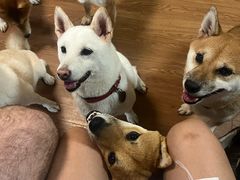 -柴犬高等学院·狗咖·柴犬售卖·宠物训练