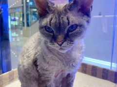 -momokira米努特·德文卷毛猫·棉花面纱犬