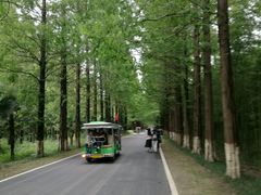 -黄海国家森林公园