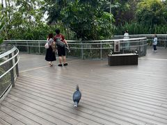 -新加坡飞禽公园