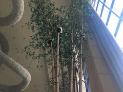 -成都保利公园皇冠假日酒店(熊猫基地店)