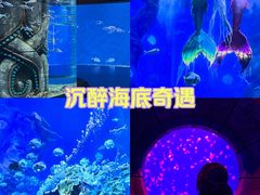 -哈尔滨波塞冬海底世界