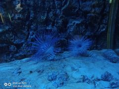 -北戴河圣蓝海洋公园