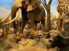 -陕西自然博物馆