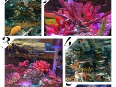 -上海海洋水族馆