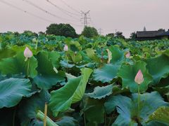 -梁鸿国家湿地公园