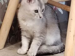 -楼上猫咖(罗湖店)
