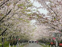 -高东镇樱花园