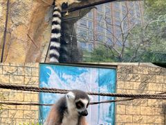 -灵玲国际马戏城