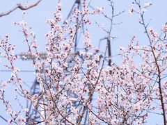 -北京凤凰岭
