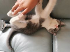 -lincat·猫舍(广州店)