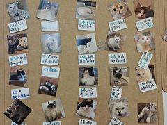 -楼上猫咖(罗湖店)