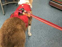 -北京赛佳动物医院