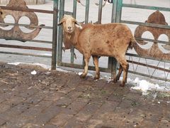 -海拉尔蒙古包(房山长阳店)