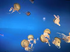 -太平洋海底世界