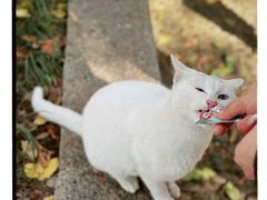 -西园寺