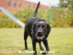-趣玩宠物乐园寄养训犬训狗游泳池