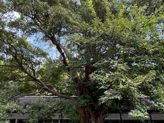 -苏州文庙(姑苏区)