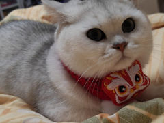 -唐小姐の猫狗洗护·购宠旗舰店(周浦万达店)