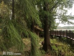-东湖落雁景区