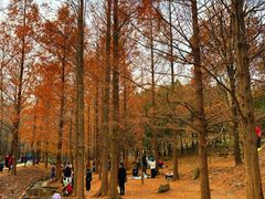 -白水寺森林公园