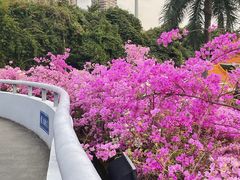-深圳仙湖植物园