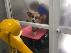 -宠福鑫康馨动物医院·骨科·眼科