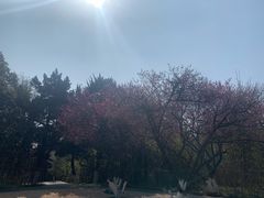 -菊花台公园