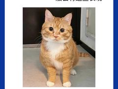 -爱侣宠医·鹦鹉专科·小型哺乳类·异宠专科(灵石路店)