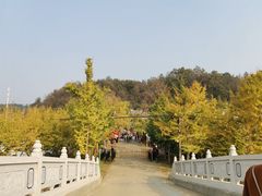 -千年银杏谷文化旅游区