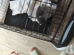 -欣宠猫屋·矮脚拿破仑·蓝金金渐层