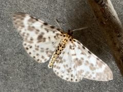 -三江鼓楼
