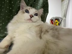 -Bastet sally猫舍购宠(静安店)