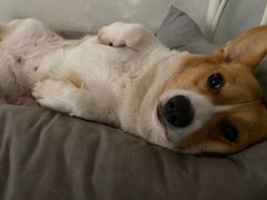 -瑞派福兴宠物医院犬猫全科·骨科·中西医结合(河东店)