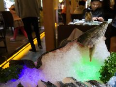 野生生斑鱼-探窝·竹笙椰子鸡(杨箕店)