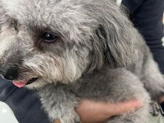 -瑞鹏瑞爱宠物医院·全科·猫科·血液透析中心(龙头寺店)